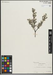 Foto von Salix repens subsp. repens L.
